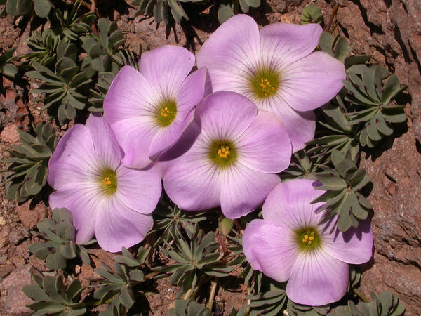 Oxalis Minitifolia. Фото с сайта photos.smugmug.com