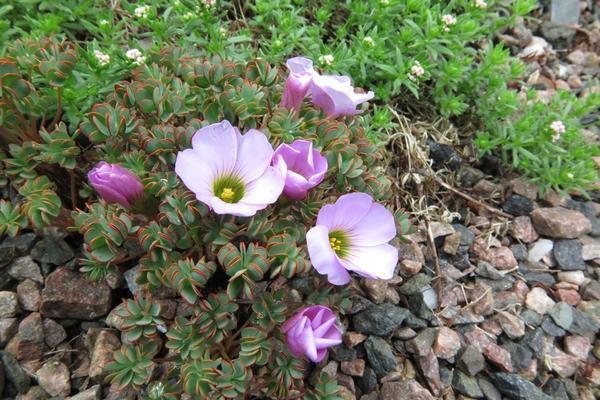 Кислица девятилистная. Фото с сайта alpines.dk