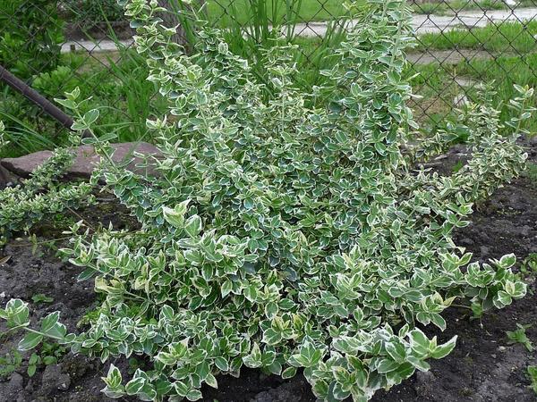 Бересклет Форчуна сорт &amp;amp;amp;amp;amp;amp;amp;amp;amp;amp;amp;amp;amp;amp;amp;amp;laquo;Emerald Gaiety&amp;amp;amp;amp;amp;amp;amp;amp;amp;amp;amp;amp;amp;amp;amp;amp;raquo; (Фото с сайта bonsai-tree.ru )