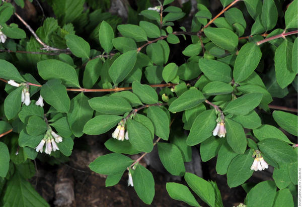 Снежноягодник горолюбивый (Фото с сайта botany.hawaii.edu)