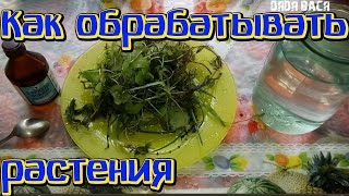 Обеззараживание аквариумных растений! Растения для начинающих!