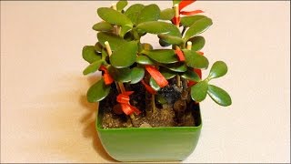 ДЕНЕЖНОЕ ДЕРЕВО/ТОЛСТЯНКА/КРАССУЛА/CRASSULA/ДРАЦЕНА/ПЕРЕСАДКА РАСТЕНИЙ - просто посмотреть...