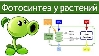 Фотосинтез у растений | самое простое объяснение