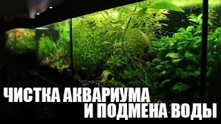 Чистка аквариума, подмена воды и легкая прополка растений.