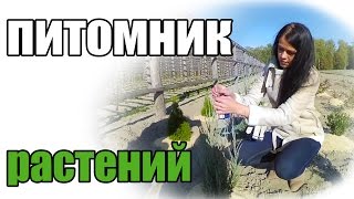 Питомник растений