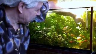 Aquarium. Обслуживание аквариума, прополка.