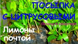 Посылка с цитрусовыми растениями.Лимоны почтой