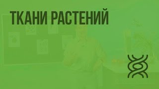 Ткани растений