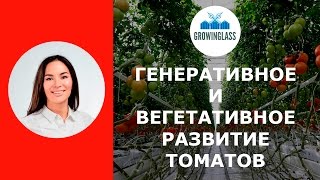 Генеративное и вегетативное развитие томатов