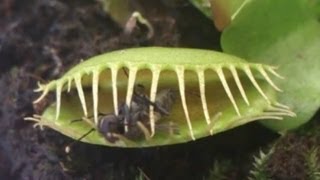 Predator plant devours a fly / Растение-хищник сжирает муху