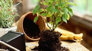 Как ПРАВИЛЬНО пересадить комнатное растение!?\\Transplanting plants\\ Пересадка растений\\ ksu66a