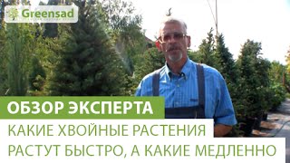 Какие хвойные растения растут быстро, а какие медленно