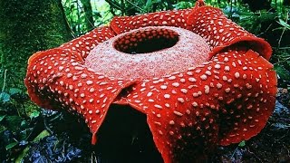 Самые необычные и удивительные растения Земли.