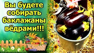 СОБИРАЮ БАКЛАЖАНЫ ВЕДРАМИ КАЖДЫЙ ГОД, БЛАГОДАРЯ ЭТИМ ПРИЕМАМ!!! ПОДКОРМКИ, ФОРМИРОВКА, УХОД, ПОЛИВ.