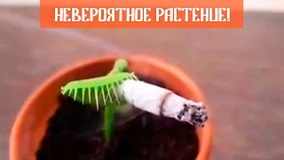 НЕВЕРОЯТНОЕ РАСТЕНИЕ! | Венерина Мухоловка - Дионея