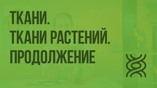 Ткани. Ткани растений. Продолжение