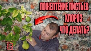 ХЛОРОЗ. ПОЖЕЛТЕНИЕ ЛИСТЬЕВ, ЧТО ДЕЛАТЬ? БОЛЕЗНИ РАСТЕНИЙ. ЭКЗОТИКА НА ПОДОКОННИКЕ. #ЦИТРУСОВЫЕ