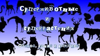 Удивительные, необычные и уникальные животные и растения. Видео для детей 5-8 лет.