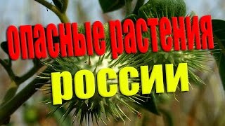 САМЫЕ ОПАСНЫЕ РАСТЕНИЯ РОССИИ !!! - Будьте осторожны.