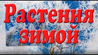 Растения зимой. Презентация для детей. Окружающий мир.