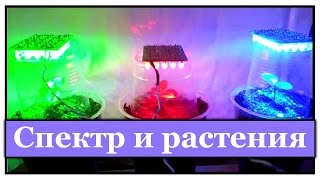 ♣ Цвет и скорость роста растений ♣