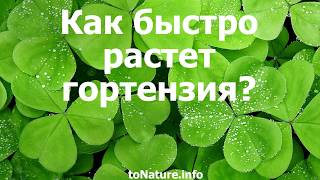 Как быстро растет гортензия?