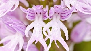 Самые странные растения : необычные и красивые цветы - фигурки