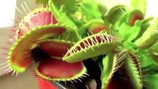 Дионея - как растение поедает насекомых