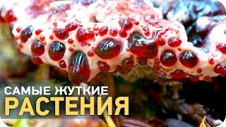 Самые жуткие растения [SLIVKI SHOW]