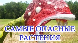 ✅ТОП 5 самых опасных растений в мире