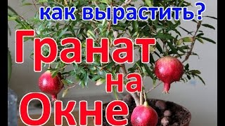 КАК ВЫРАСТИТЬ ГРАНАТ НА ОКНЕ