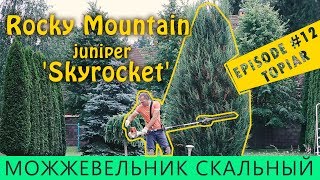 Стрижка и формировка СКАЛЬНЫЙ Можжевельник SKYROCKET/ топиар /