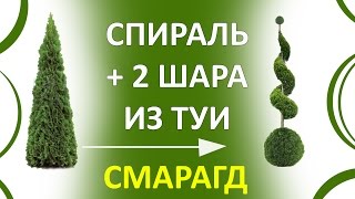 СТРИЖКА ТУИ СМАРАГД СПИРАЛЬЮ.Топиар./Минск/Беларусь/ THUJA SMARAGD Topiary trim ! thuja SPIRAL!