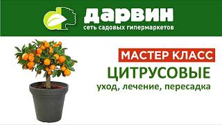 Домашние цитрусовые растения