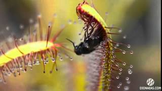 Растение хищник, мухоловка Росянка, Drosera flytrap