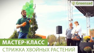 Мастер-класс по стрижке хвойных растений от Усова И. А