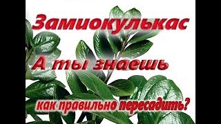 Пересадка комнатного растения своими руками. Советы от компании Ваш сад