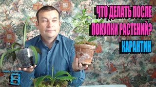 КАРАНТИН. ЧТО ДЕЛАТЬ С КОМНАТНЫМИ РАСТЕНИЯМИ ПОСЛЕ ПОКУПКИ? ЭКЗОТИКА НА ПОДОКОННИКЕ. ЦИТРУСОВЫЕ