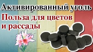 АКТИВИРОВАННЫЙ УГОЛЬ. ПОЛЬЗА ДЛЯ ЦВЕТОВ И РАССАДЫ