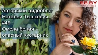 #49 Омела белая – как бороться с опасным кустарником