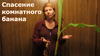 Спасение комнатного банана. Аннона или Сахарное яблоко