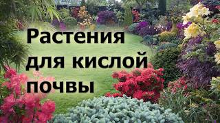 Растения для кислой почвы. Что хорошо растет и красиво цветет на кислых грунтах.