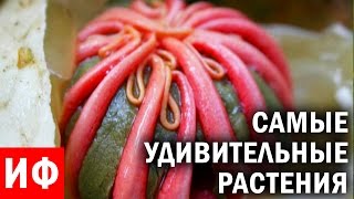 САМЫЕ УДИВИТЕЛЬНЫЕ РАСТЕНИЯ #ИФ