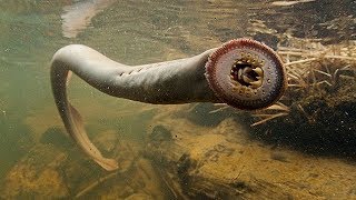 10 САМЫХ ЖУТКИХ ВОДОЕМОВ В МИРЕ