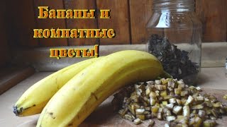 Бананы хороши для комнатных растений Полезные бананы как удобрение!