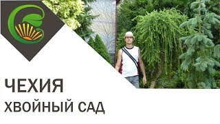 Видеозарисовка из хвойного сада Чехии - Мастера чаровейников (ведьминых метел) пана Крейчи