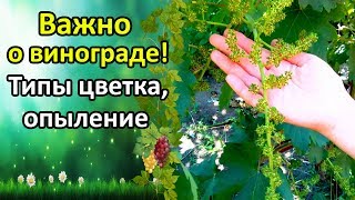 ЭТО НУЖНО ЗНАТЬ О ЦВЕТЕНИИ ВИНОГРАДА! ТИПЫ ЦВЕТКА, ОПЫЛЕНИЕ, УСЛОВИЯ, ТЕМПЕРАТУРА.