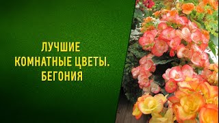 Лучшие комнатные цветы Бегония