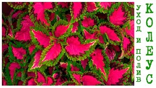 Колеус, Крапивка (Coleus) уход и полив