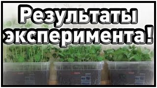 ♣ Результаты освещения растений красными и синими светодиодами ♣